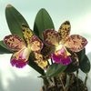 Blc. Durigan Aphrodite.
